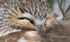 Saw Whet Owl 08