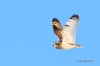 Short-eared Owl 01