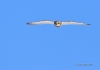 Short-eared Owl 02