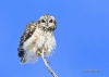 Short-eared Owl 04