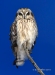 Short-eared Owl 05