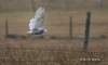 Snowy Owl 03