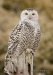 Snowy Owl 02