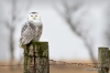 Snowy Owl 01