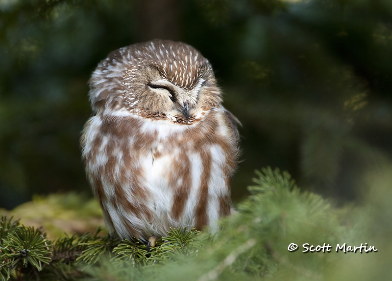 Northern Saw-Whet Owl and Friends