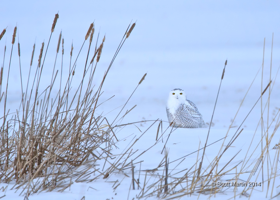 Owls And Other Winter Birds