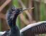 Anhinga 15