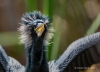 Anhinga 16