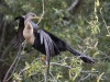 Anhinga 03