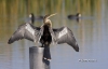 Anhinga 04