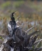 Anhinga 05