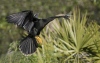Anhinga 06
