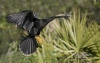 Anhinga 06