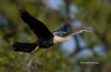 Anhinga 07