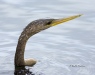 Anhinga 01