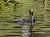 Cormorant 01