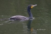 Cormorant 03