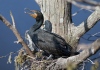 Cormorant 05