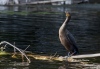 Cormorant 06