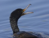 Cormorant 08