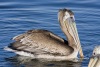 Pelican 06