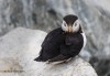 Puffins_65