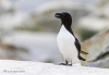 Razorbill_04