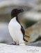 Razorbill_02