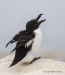 Razorbill_05