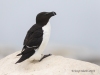 Razorbill_03