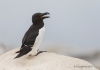 Razorbill_06