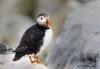 Puffins_170