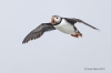 Puffins_205