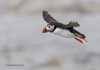 Puffins_212