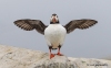 Puffins_232