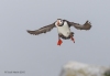 Puffins_235