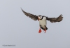 Puffins_241