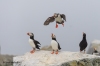 Puffins_245