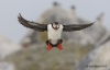 Puffins_262