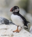 Puffins_276