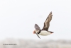 Puffins_307