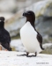 Razorbill_09