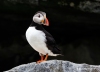 Puffins_337