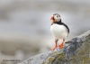 Puffins_353