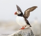 Puffins_372