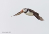 Puffins_380