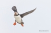 Puffins_399