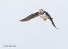 Puffins_402