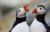 Puffins_406