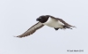 Razorbill_12